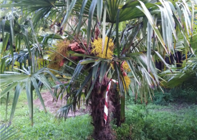 Palmera Trachycarpus Fortunei